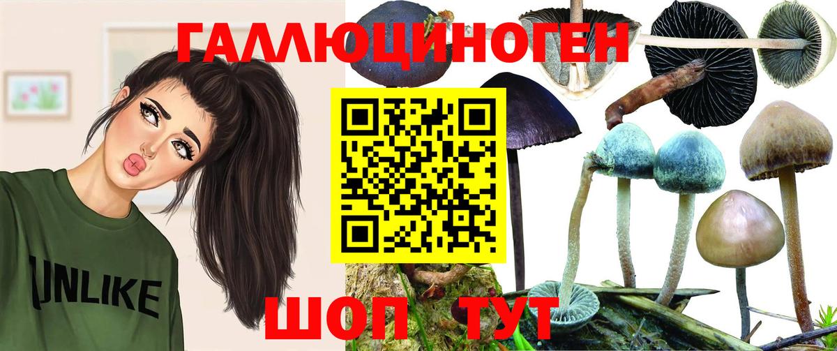 Курчатов  Галлюциногенные грибы Cubensis  Вход с VPN 